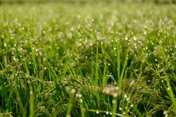 朝露に輝く若い稲穂　Young rice ears shining with morning dew