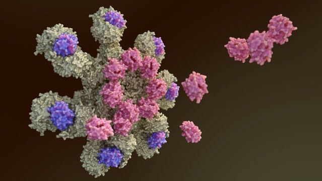 3d rendering of Caspase-9 is activated on the apoptosome complex and caspase-9 activate caspase-3