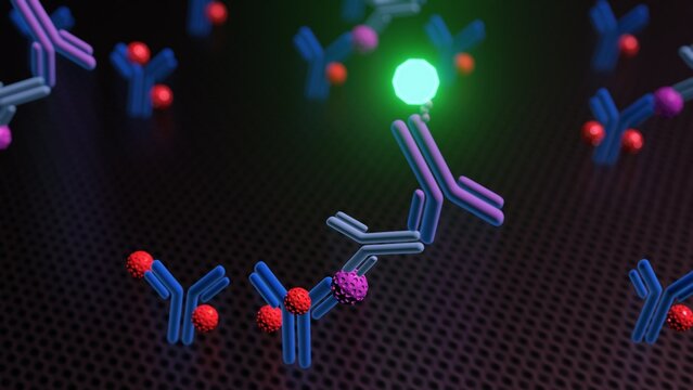 A 3D rendering illustrates a sandwich ELISA technique, where antigen detection is achieved between two layers of antibodies: a capture antibody and a detection antibody