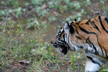 歩き回るスマトラトラ