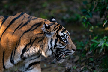 歩き回るスマトラトラ