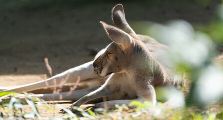 くつろぐカンガルー