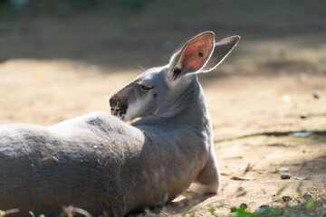 くつろぐカンガルー