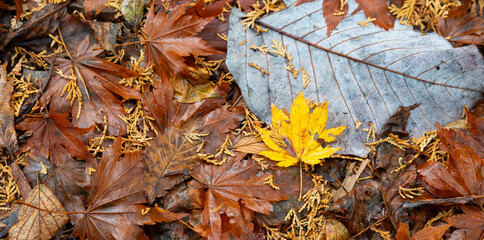 足もとの紅葉
