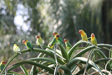 Pfirsichköpfchen vogel art vögel rot gelb grün papagei artenschutz artenerhaltung artenvielfalt...