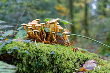 gros plan sur des champignons dans une fôret