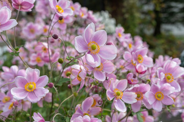 Beautiful anemone hupehensis flowers blooming in the garden.