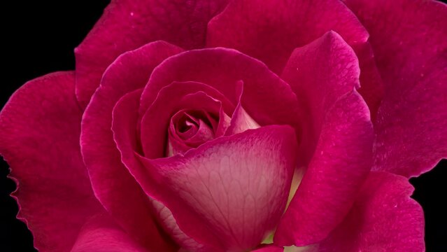 Beautiful opening pink rose . Petals of Blooming pink rose flower open, time lapse, close-up. Holiday, love, birthday design backdrop. Bud closeup. Macro.