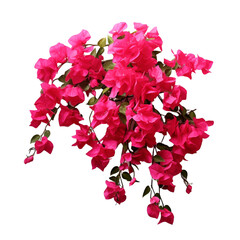 Bougainvillea isolated on transparent background