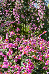 Beautiful anemone hupehensis and bush clover flowers blooming in the garden.