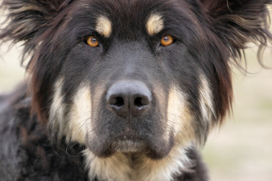 Portrait of large black long haired mutt dog