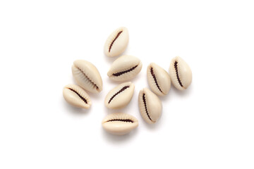 Top view of Cowrie (Cypraea chinensis) isolated on a white background.