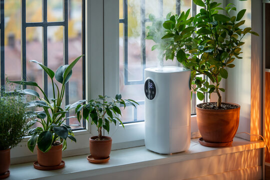 Ultrasonic white humidifier on windowsill among potted houseplants flowers spraying water vapor steam. Humidification dry air at home flat apartment for comfort atmosphere of people plants concept. 