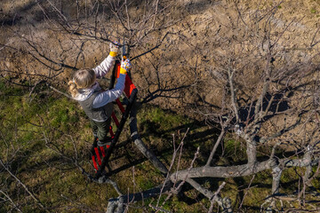 Obraz premium Aerial view of a woman pruning fruit trees in her garden from a ladder. Springtime gardening jobs.