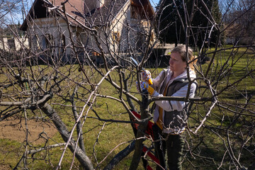 Aerial view of a woman pruning fruit trees in her garden from a ladder.  Springtime gardening jobs.