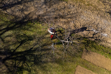 Aerial view of a woman pruning fruit trees in her garden from a ladder.  Springtime gardening jobs.