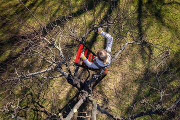 Aerial view of a woman pruning fruit trees in her garden from a ladder.  Springtime gardening jobs.