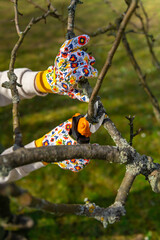 Unrecognizable woman pruning fruit trees. Hand with pruning shears detail. Springtime gardening jobs.