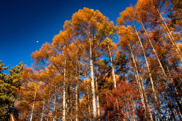 秋の八ヶ岳　朝陽に照る　御射鹿池を囲む落葉松の黄葉　