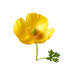 Naklejka premium Buttercup flower isolated on transparent background
