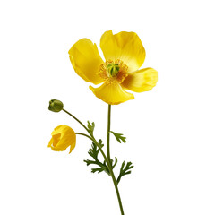 Naklejka premium Buttercup flower isolated on transparent background