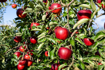 Akibae of delicious apple varieties in the orchard.