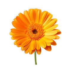 Naklejka premium Calendula flower isolated on transparent background