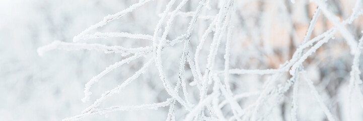 Snow and rime ice on the branches of bushes. Twigs covered with hoarfrost. Plants in the park are covered with hoar frost. Cold snowy winter weather. Frosting texture. Wide panoramic light background.