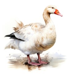 Naklejka na ściany i meble watercolor goose in the water with splashes on white background