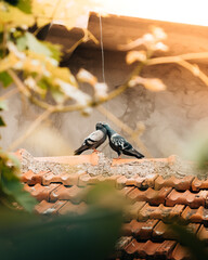birds on the roof