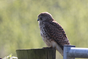 A beautiful animal portrait of a perched Kestrel. This bird only has one eye after sustaining an injury.