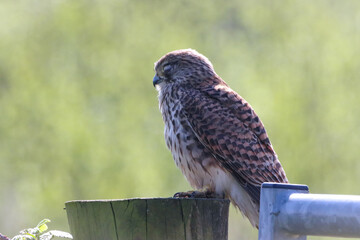 A beautiful animal portrait of a perched Kestrel. This bird only has one eye after sustaining an injury.