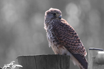A beautiful animal portrait of a perched Kestrel. This bird only has one eye after sustaining an injury.