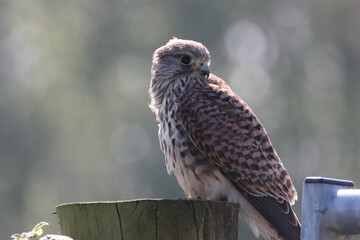 A beautiful animal portrait of a perched Kestrel. This bird only has one eye after sustaining an injury.