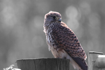 A beautiful animal portrait of a perched Kestrel. This bird only has one eye after sustaining an injury.