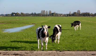 black and white calves near ditch under blue sky in dutch meadow in holland
