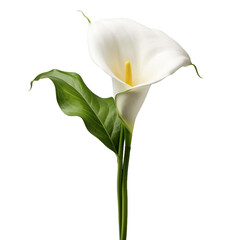 Calla Lily flower isolated on transparent background