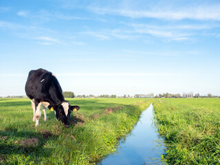 black and white calf near ditch under blue sky in dutch meadow in holland
