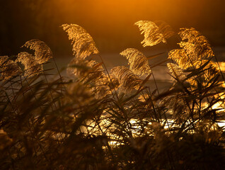Jesienne trawy nad stawem o wschodzie słońca. 