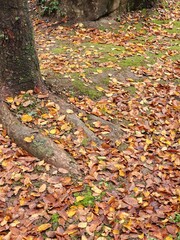 autumn in Seoul capital of  South Korea it is in Namsan tower botanical garden very beautiful and romantic for tourists