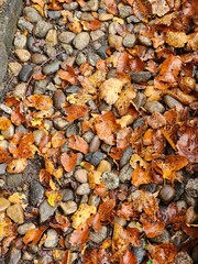 autumn in Seoul capital of  South Korea it is in Namsan tower botanical garden very beautiful and romantic for tourists