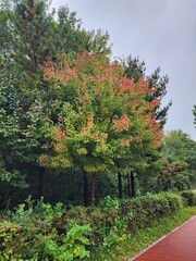 Fototapeta premium autumn in Seoul capital of South Korea it is in Namsan tower botanical garden very beautiful and romantic for tourists