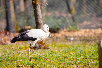 Obraz na płótnie Canvas Storks wandering around in nature are looking for food
