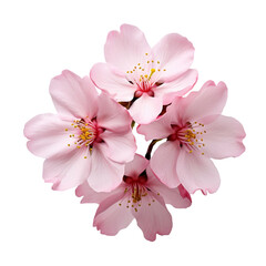 Cherry Blossom flower isolated on transparent background