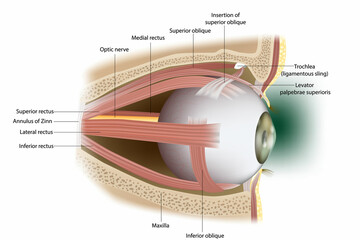 Human Eye Extraocular Muscles. Lateral surface. - obrazy, fototapety, plakaty