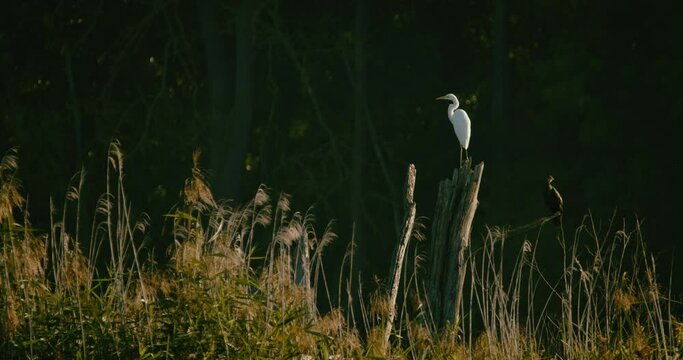 Great white Heron and a cormorant calmly sitting on a snag. Filmed in 4k slow motion.
