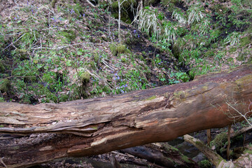 The trunk of a large fallen tree lies on the ground in the forest