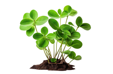 Young plant with green leaves growing from a pile of soil, cut out