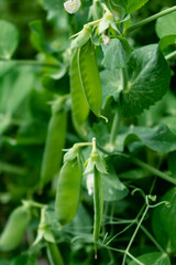Peas in a garden home grown, spring, summer and autumn harvest