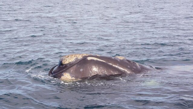 Front on view of a Right Whal head as it spurts a stream of water into the air as it breaths 
